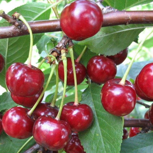 Prunus cerasus 'Molodjožnaja' - Hapu kirsipuu 'Molodjožnaja' C6/6L Prunus cerasus 'Molodjožnaja' - Hapu kirsipuu 'Molodjožnaja' C6/6L